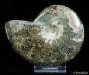 Inch Polished Ammonite From Madagascar #2912-1